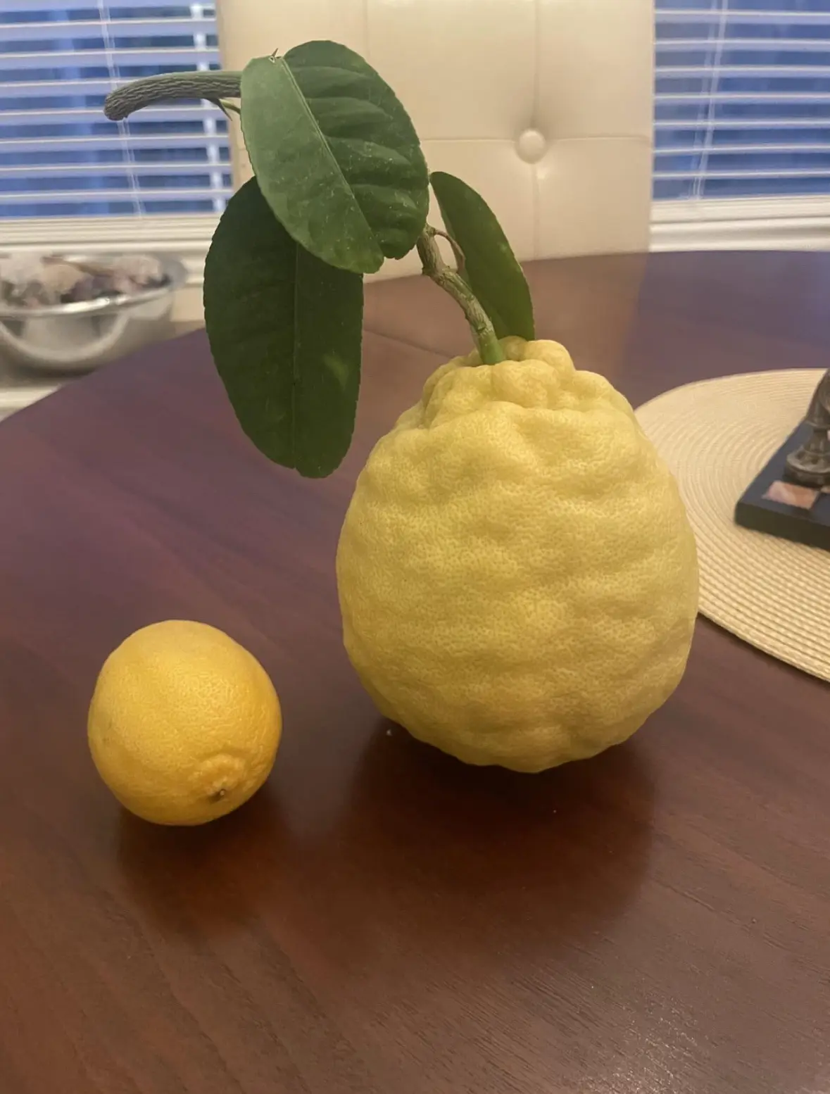 A large, bumpy, yellow lemon with green leaves and a stem sits on a dark wooden table next to a small, normal-sized lemon…