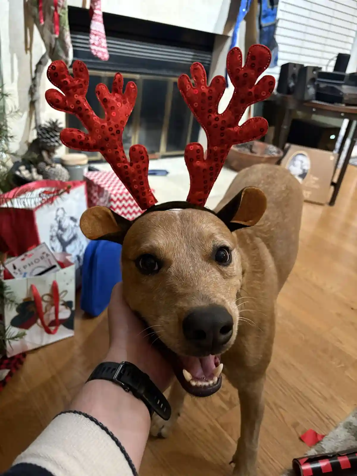 A tan dog wearing red sequined reindeer antlers looks directly at the camera with a slightly open mouth, while a person's…