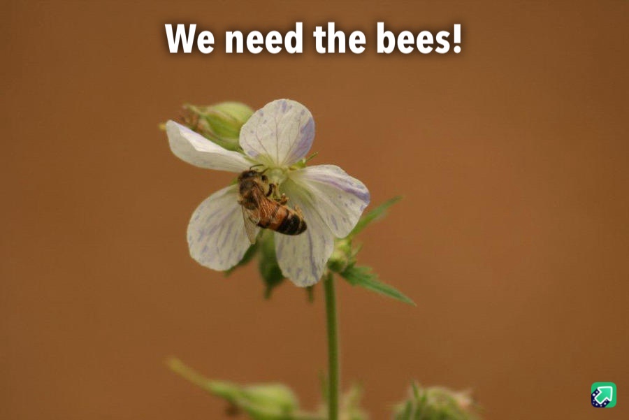 A close-up photo shows a single honeybee actively collecting nectar from a delicate white flower with light purple veins…