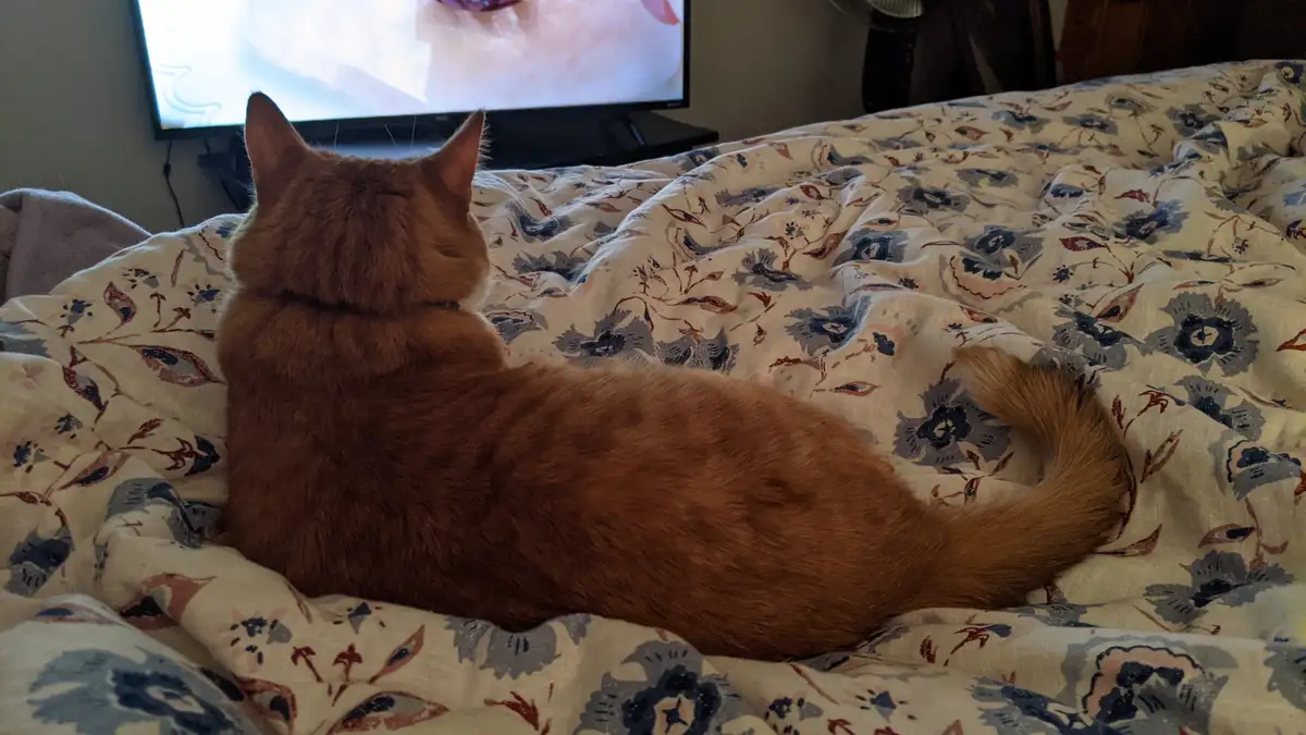 An orange tabby cat is lying on its side on a floral-patterned bedspread, facing away from the camera and staring intently…