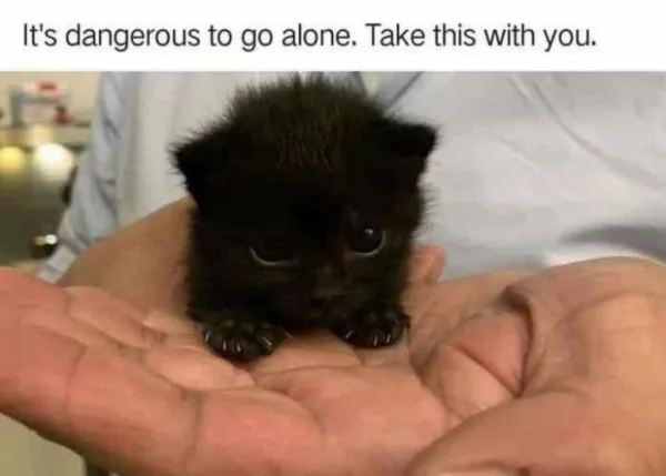 A tiny black kitten with large, expressive eyes is cradled in a person's open palms. The person wears a light-colored shirt…