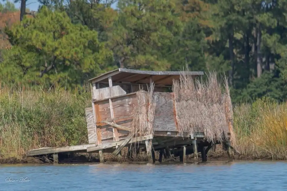 a weathered wooden duck blind sits on stilts over calm water, partially obscured by tall reeds, with dense green trees in…