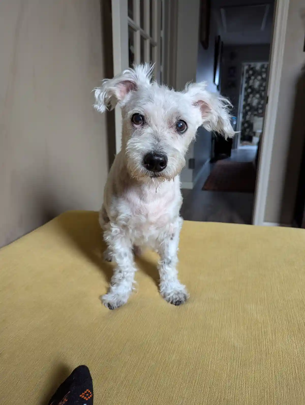 A small white dog with shaggy fur and droopy ears sits upright on a mustard-yellow textured surface, looking directly at the…