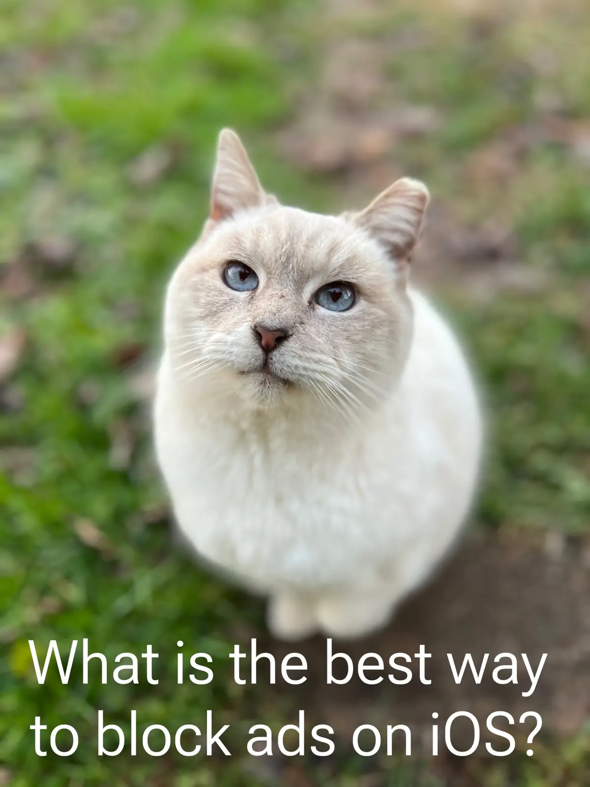 A close-up photo of a light-colored cat with striking blue eyes looking directly at the camera, set against a blurred green…