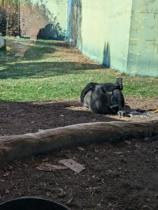A black ape, likely a chimpanzee, is lying on its back in a zoo enclosure, legs bent and arms raised in a relaxed, almost…