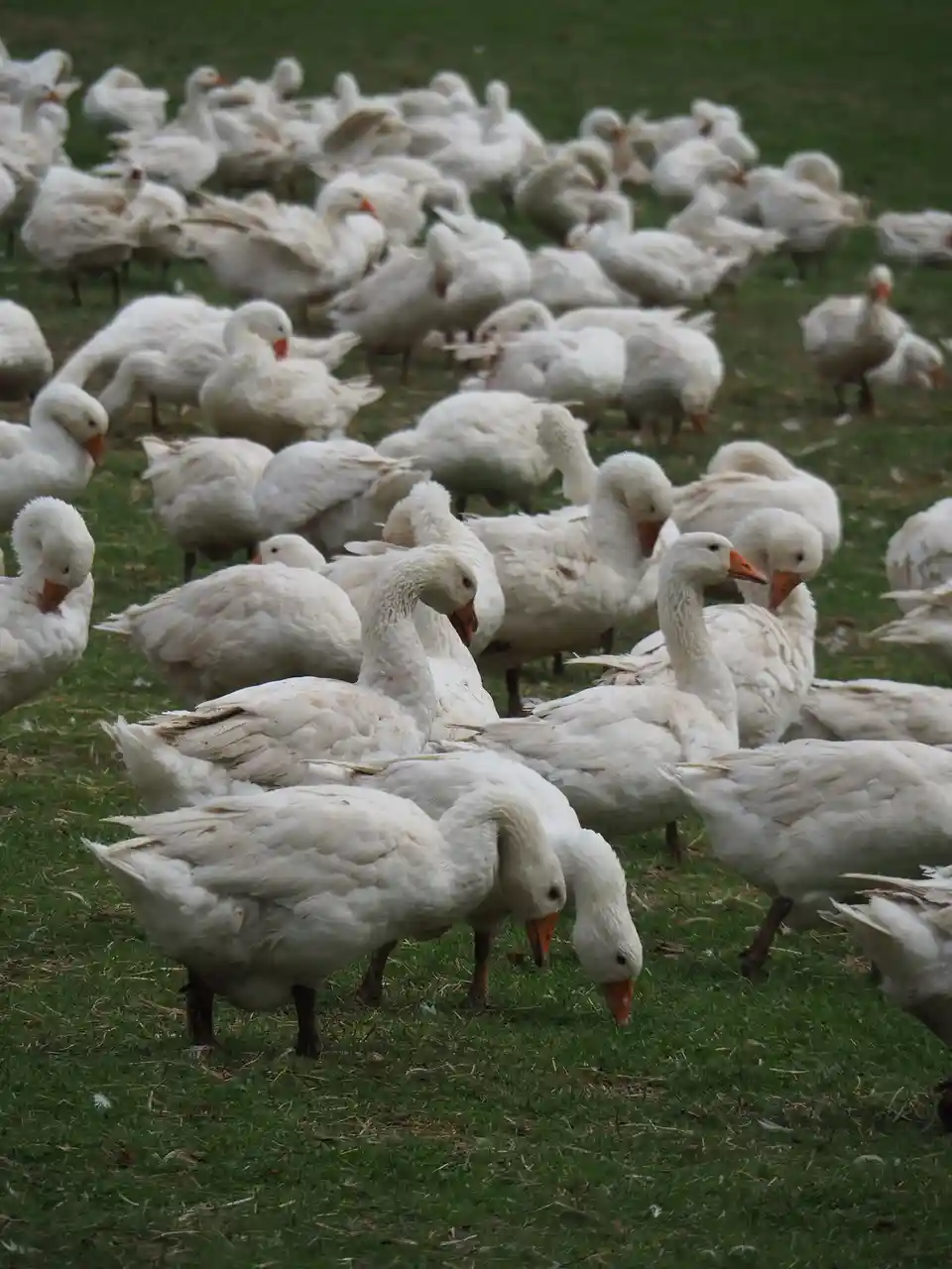 A large flock of white geese stands on green grass, many with heads down grazing. One goose in the foreground looks directly…