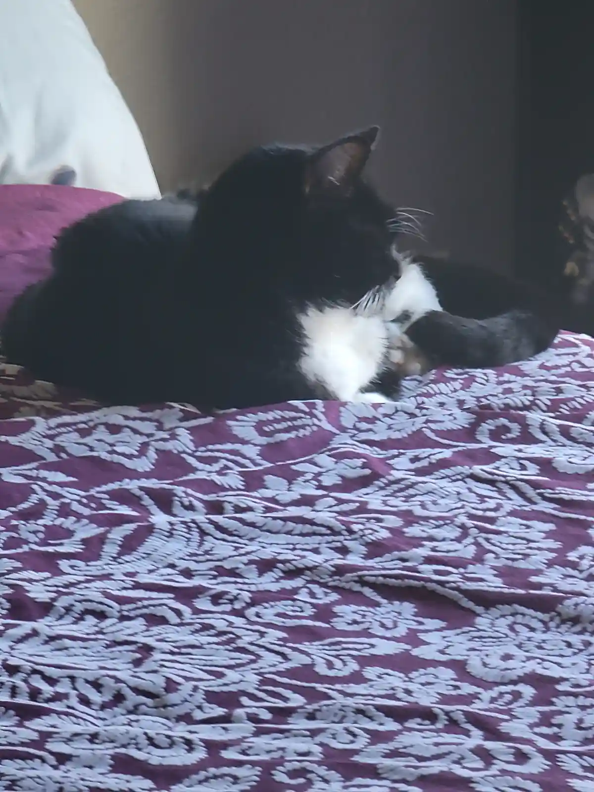A black and white cat is lying on a purple and white patterned bedspread, grooming itself by licking its paw. The overlaid…