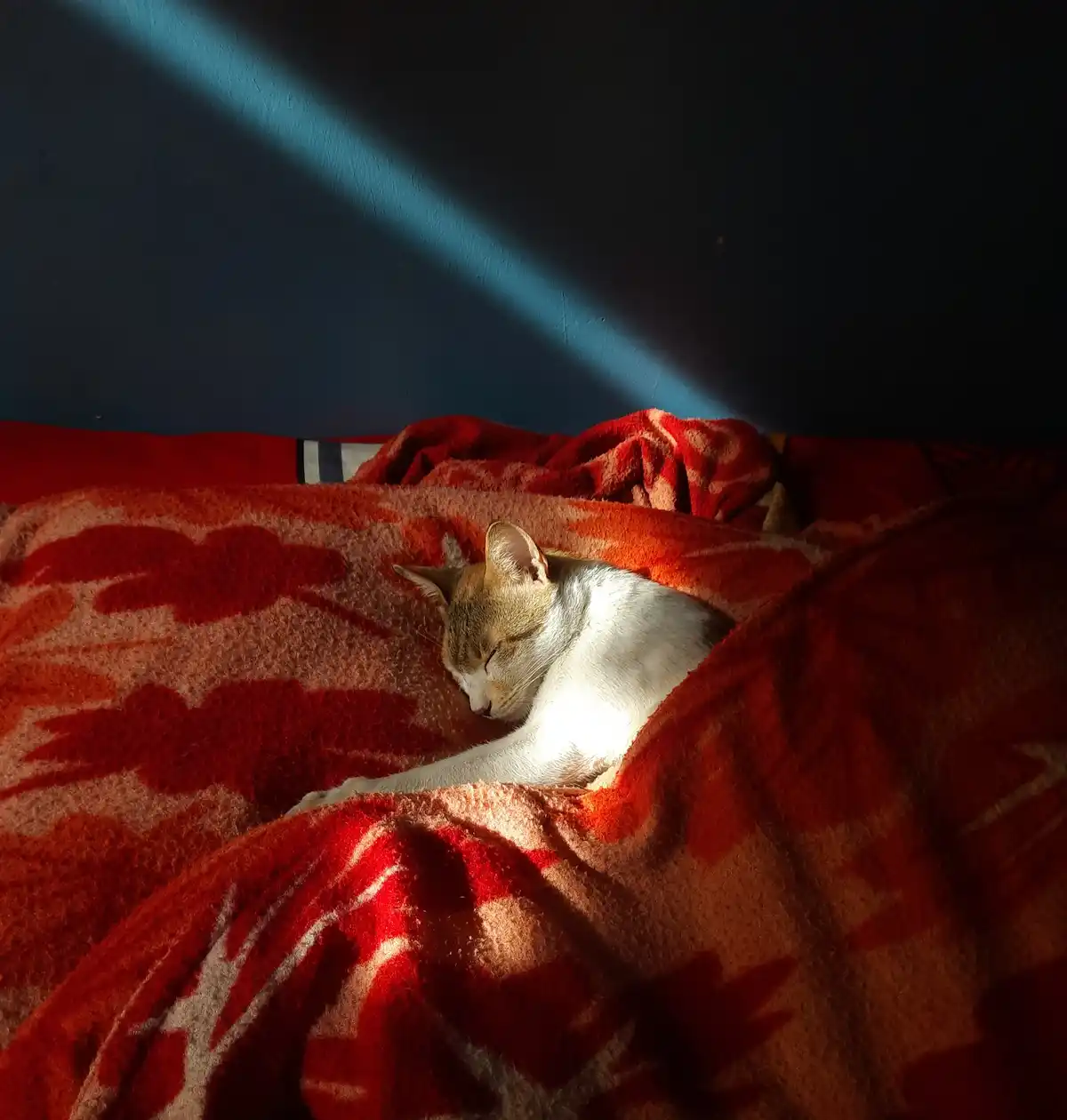 A white and tan cat is sleeping peacefully on a red and orange patterned blanket, nestled in a beam of sunlight that cuts…