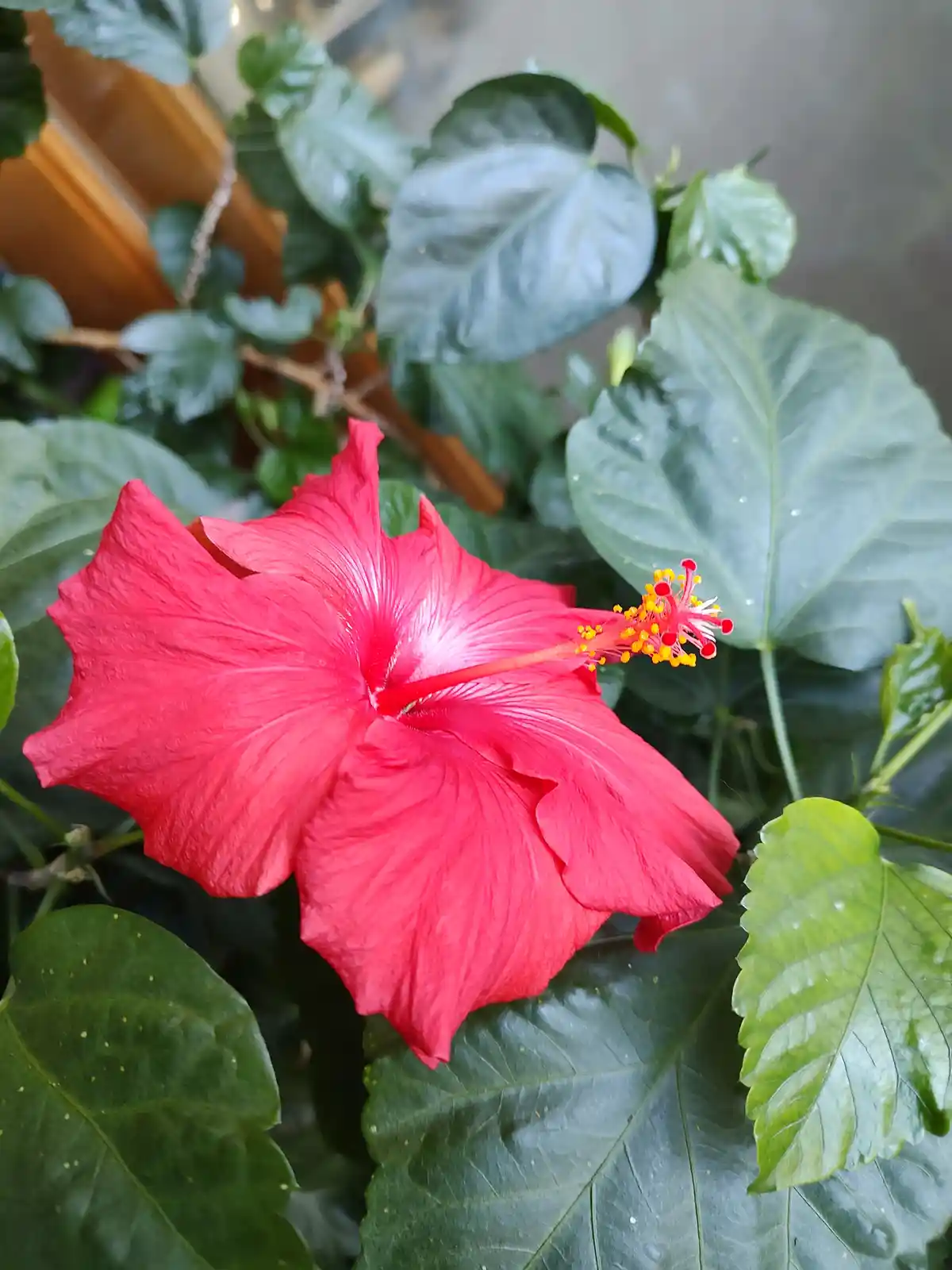 A vibrant red hibiscus flower with prominent yellow stamens is centered among large, glossy green leaves. The overlaid text…