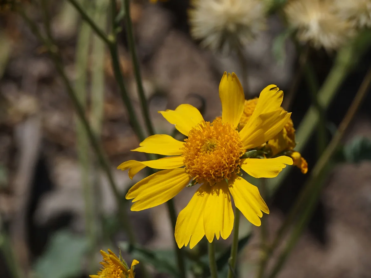The Majestic Golden Crownbeard