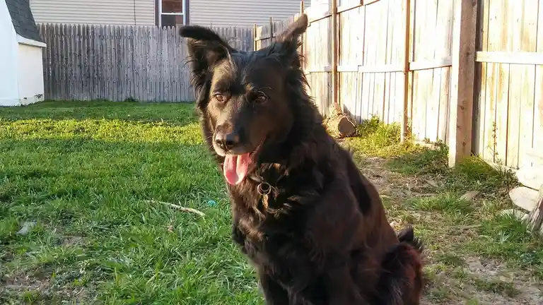 A black, fluffy dog with perked ears and a pink tongue sticking out sits on green grass in a backyard, looking directly at…