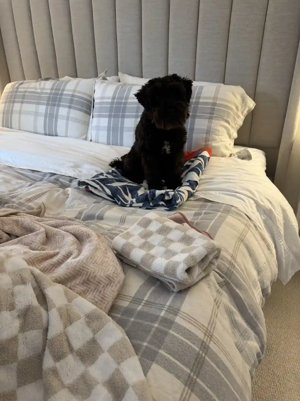 A small black dog with shaggy fur sits upright on a bed covered in plaid bedding, looking directly at the camera. The bed…