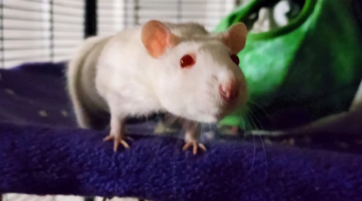 A white rat with red eyes stands on a purple textured surface, looking directly at the camera. Behind it is a green fabric…