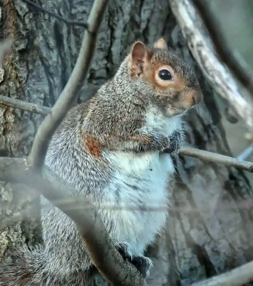 The Fascinating World of Grey Squirrels