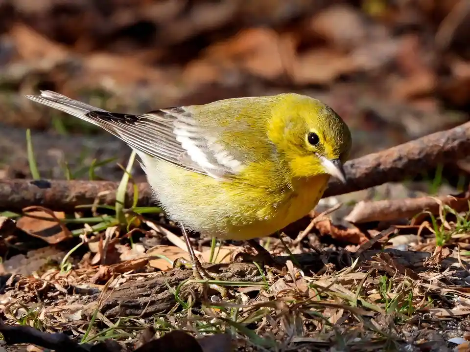 A small yellow bird with a white patch on its wing stands on the ground among dry leaves and twigs, looking down. The…