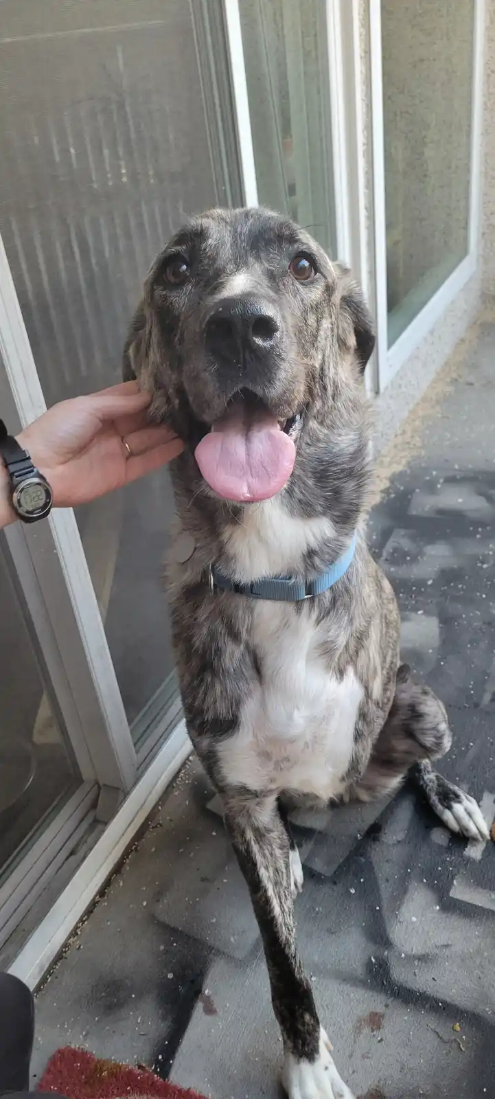 Meet Minnie: The Adorable Tripod Pup Looking for a Forever Home at Seattle Humane!