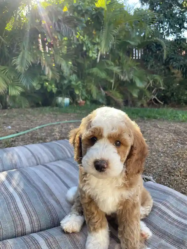 A small, fluffy brown and white puppy with big, soulful eyes sits on a striped outdoor cushion, looking directly at the…
