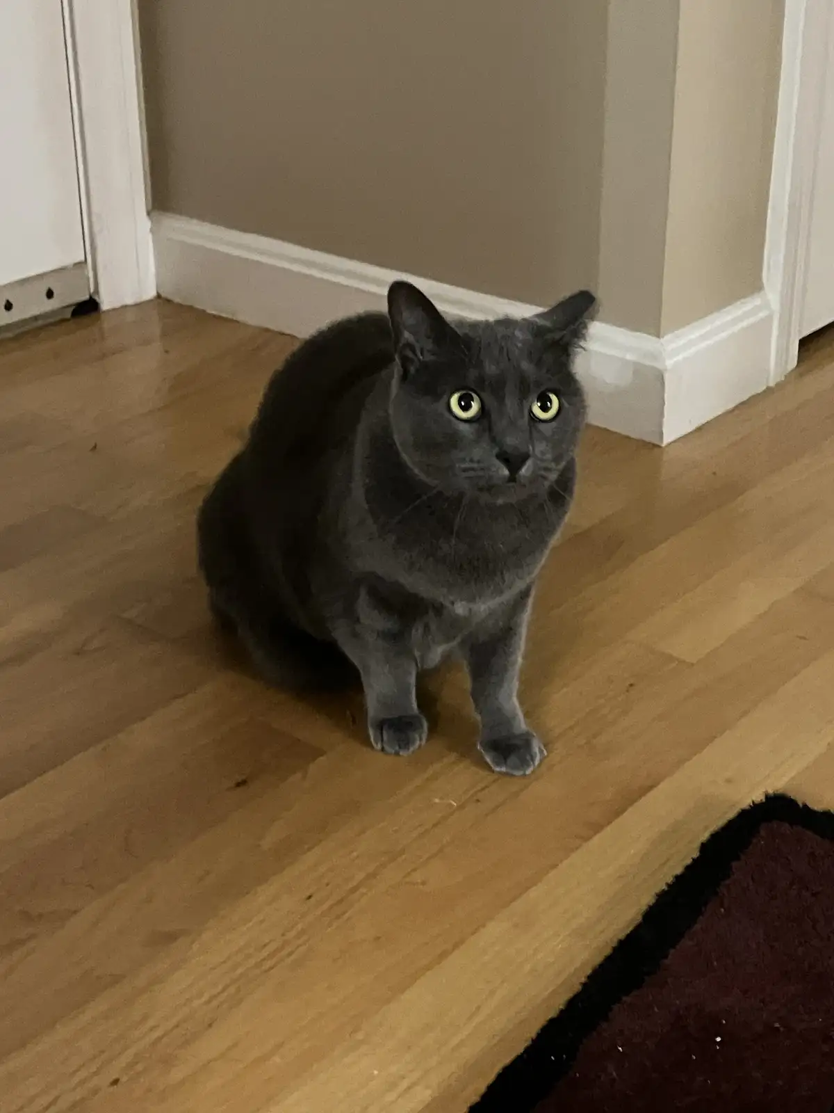 A gray cat sits upright on a wooden floor, staring intently at the camera with wide, yellow eyes. The cat is positioned near…