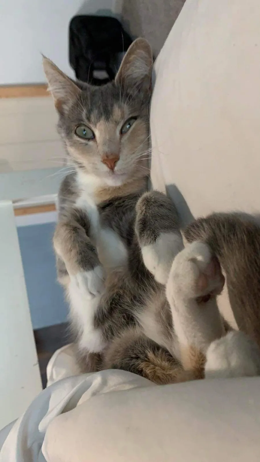 A gray and white cat is lying on its back on a light-colored couch, looking directly at the camera with wide eyes, its paws…