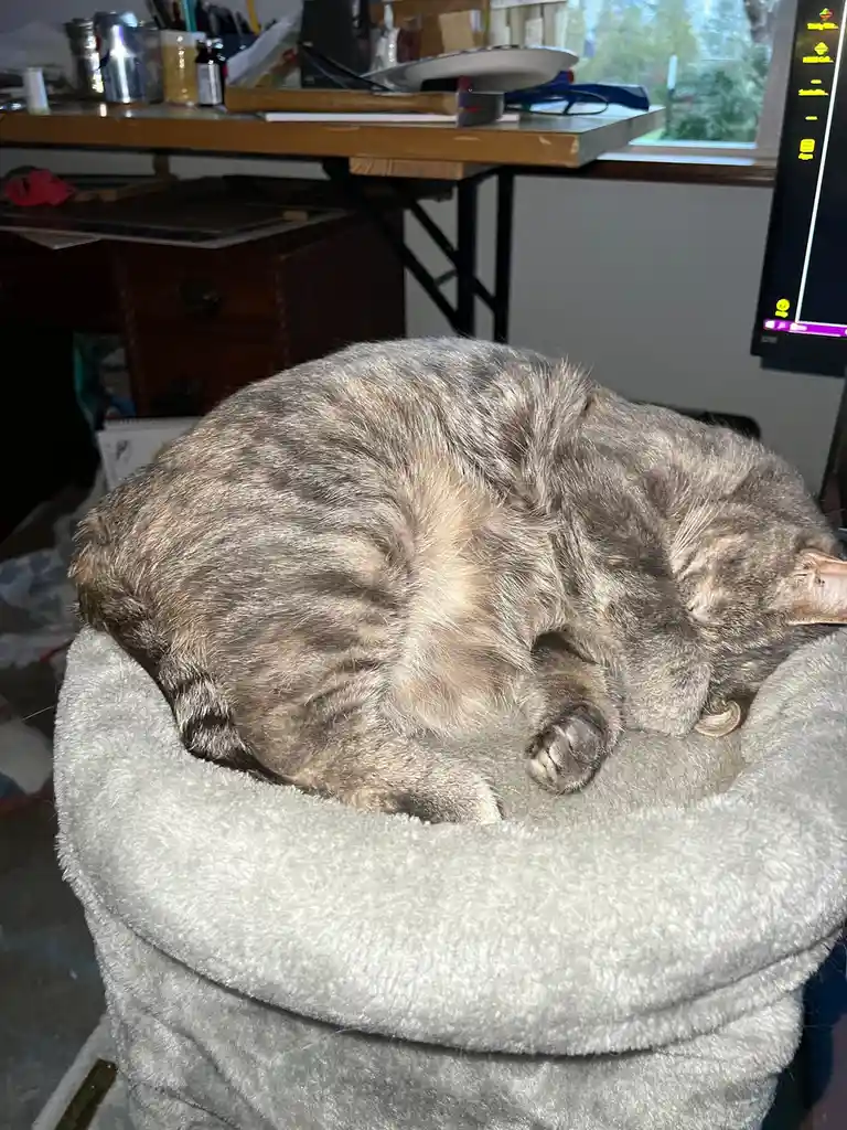 A gray tabby cat is curled up and sleeping soundly inside a gray, fluffy pet bed. The background shows a cluttered desk with…