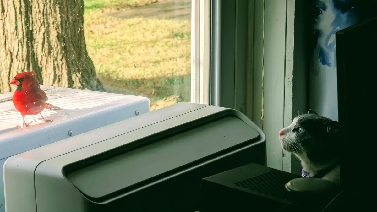 A gray and white cat sits indoors, intently staring through a window at a bright red cardinal perched outside on a white…