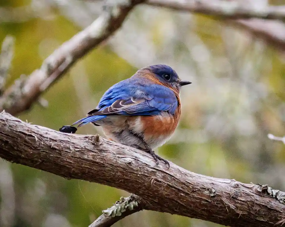 A bluebird with blue wings and orange chest perched on a tree branch, with a small black object resembling a poop pellet…