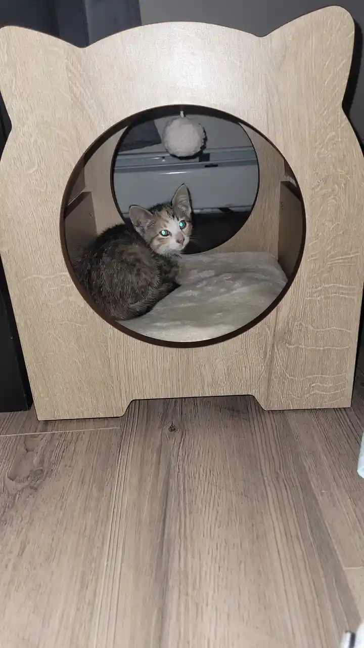 A small calico kitten with glowing blue eyes sits inside a wooden cat-shaped house, looking out through the circular…