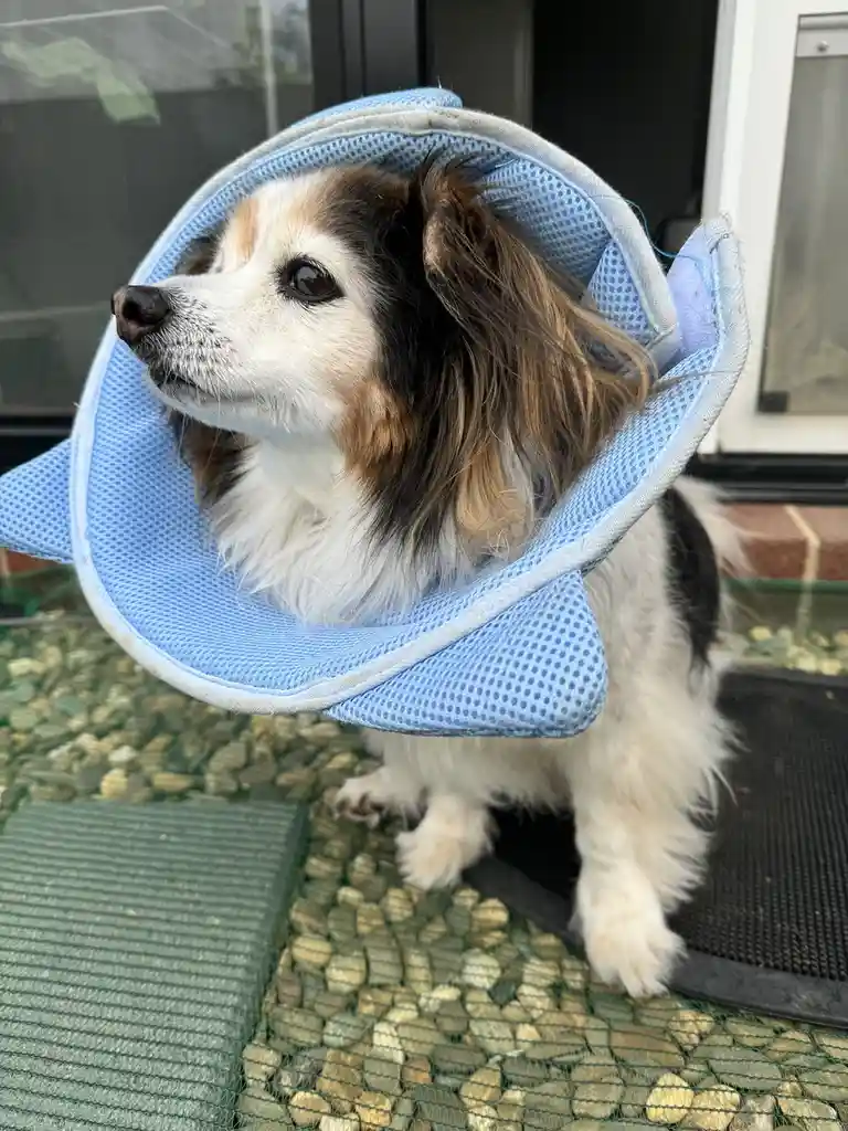 A small, fluffy dog with white, black, and brown fur wears a light blue mesh cone collar, standing on a green mesh patio mat…