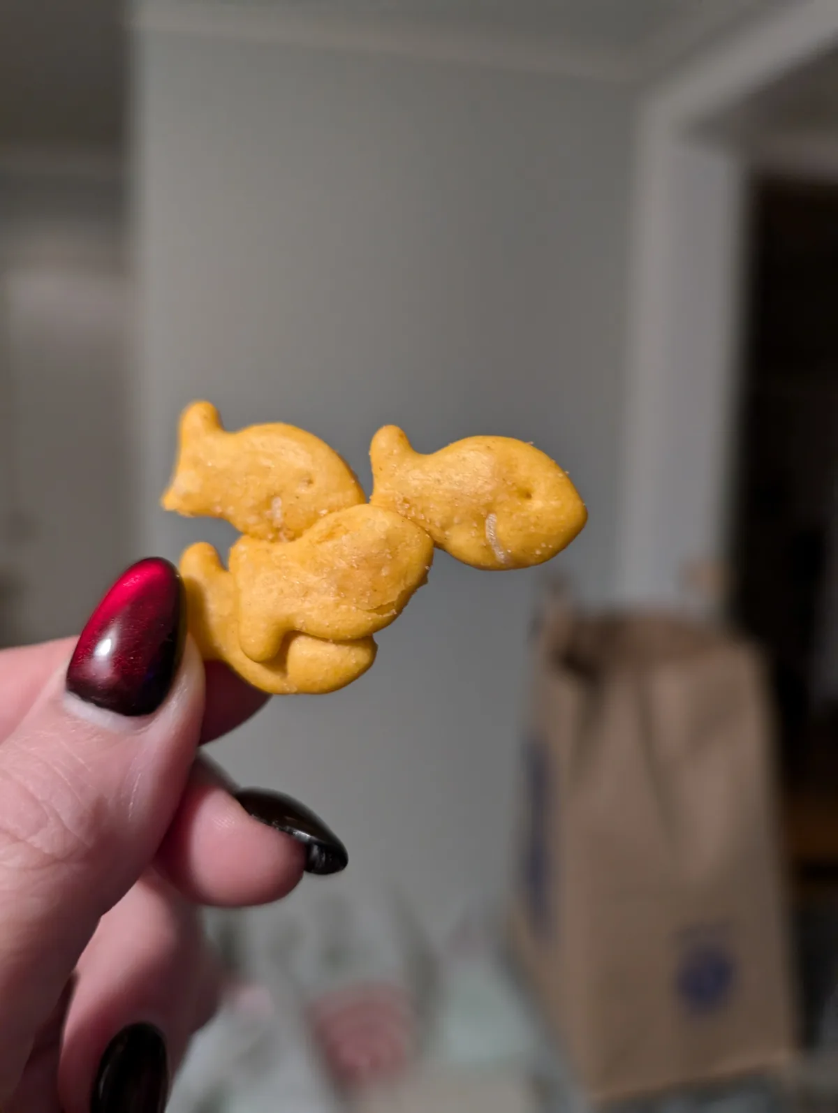A hand with dark red and black nail polish holds three golden-brown fish-shaped crackers that are visibly stuck together in…