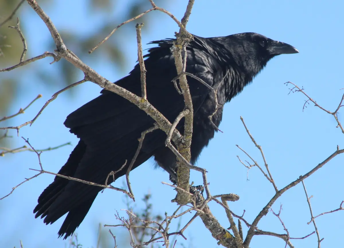 A black raven perched on bare tree branches against a clear blue sky, with overlaid text reading 'i'm not a bird, i'm a…