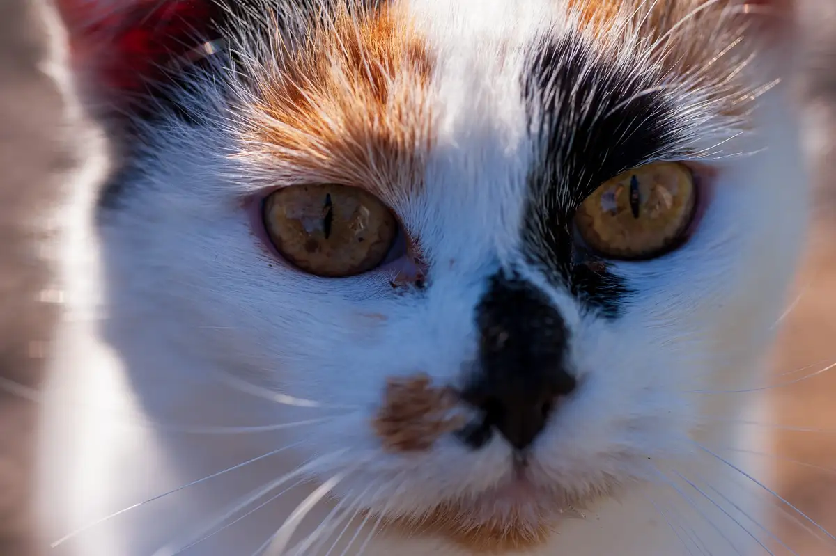 A close-up photo of a calico cat with white, black, and orange fur, intense golden eyes, and a direct stare. The cat's face…