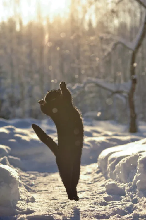 A black cat stands on its hind legs in a snowy landscape, reaching up toward the sun with one paw raised, while the other is…