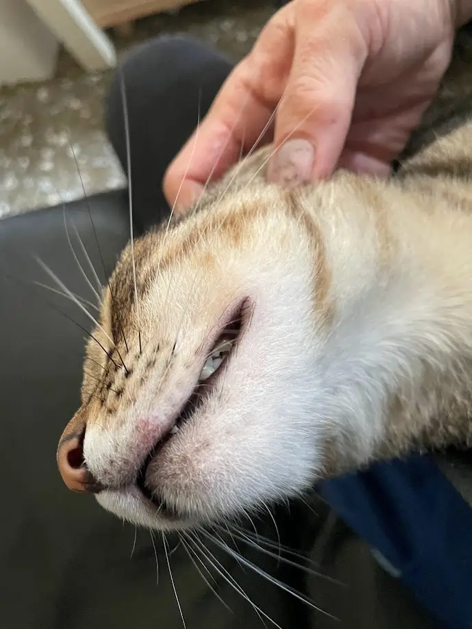 a close-up photo of a tabby cat's face being petted by a human hand, showing the cat with its mouth slightly open in a…