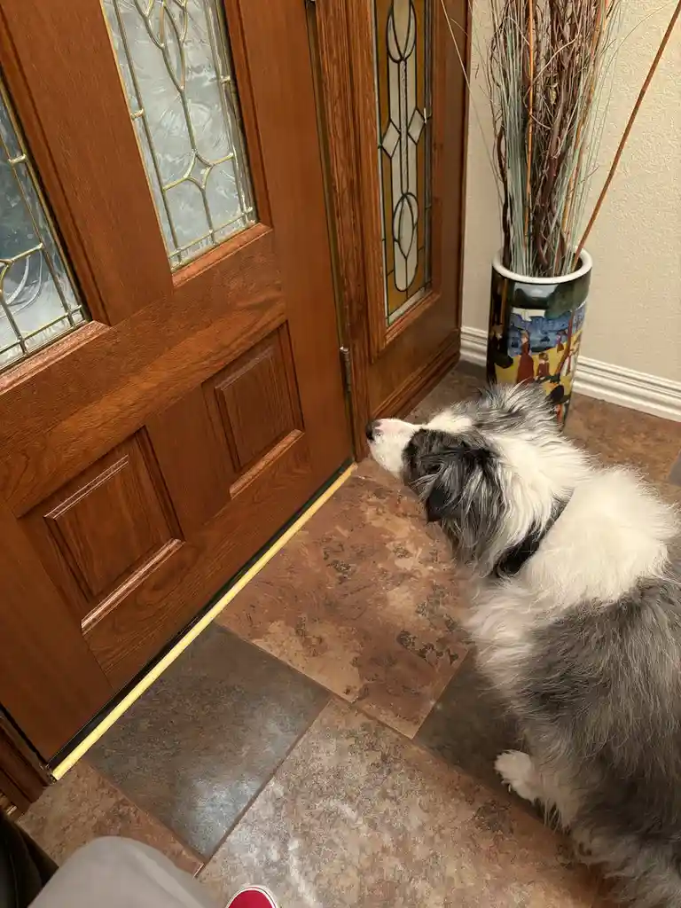 A black and white dog sits patiently on a tiled floor, looking up at a closed wooden front door with stained glass panels…