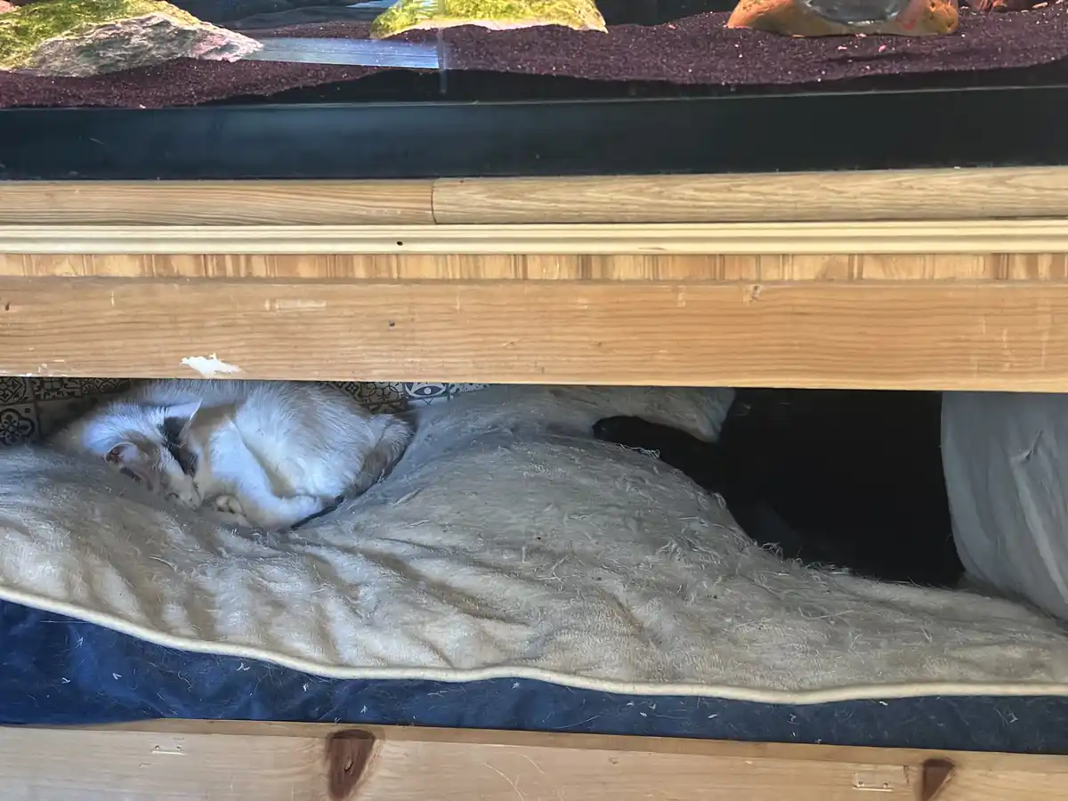 A white cat curled up asleep under a wooden bed frame, next to a dark shape that appears to be a black cat, both resting on…