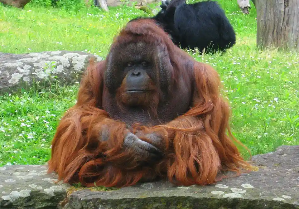 An orangutan with long reddish-brown fur sits on a mossy stone ledge in a grassy area with small white flowers, looking…