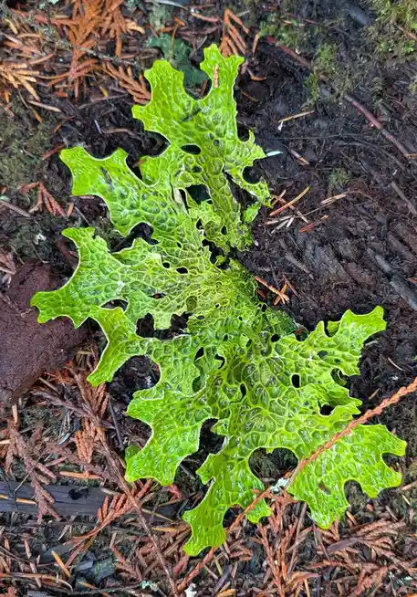 A close-up photo shows a bright green, leafy lichen with jagged edges and numerous holes, lying on dark soil mixed with…