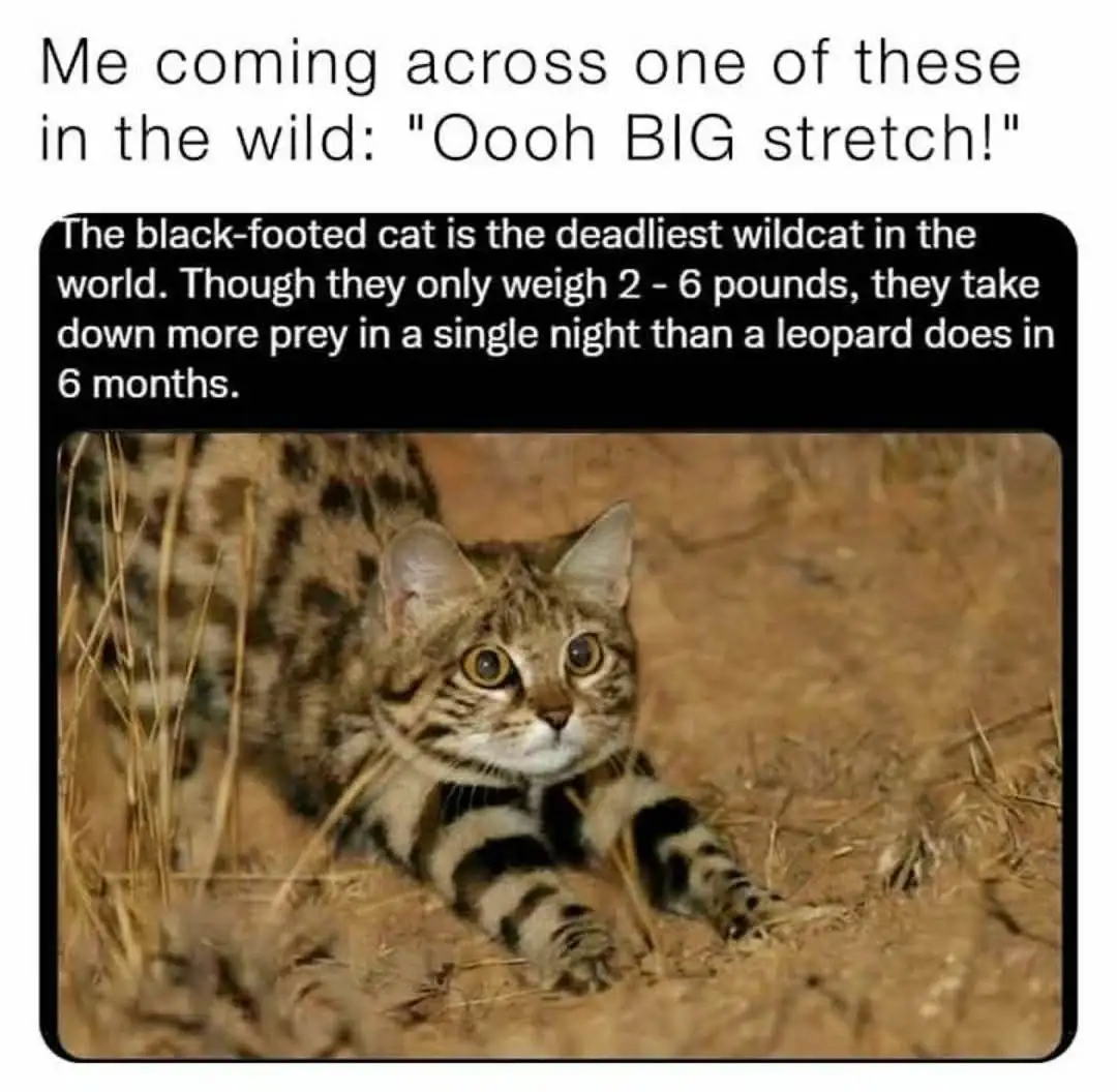 A small wild cat with striped fur and large eyes is stretching on dry grass, looking alert. The text above says 'Me coming…