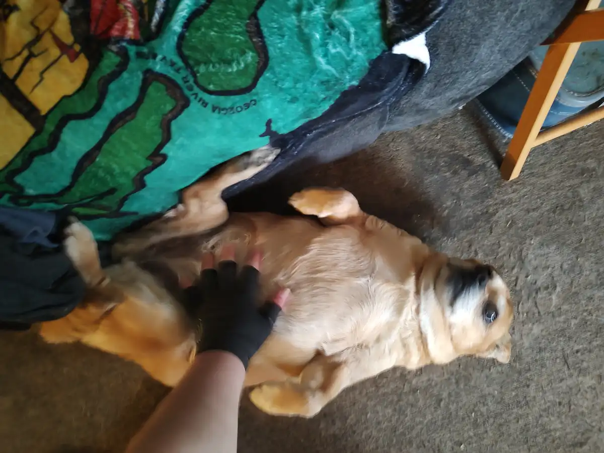 A light brown dog lies on its back on a carpeted floor, exposing its belly while a person's hand wearing a black fingerless…