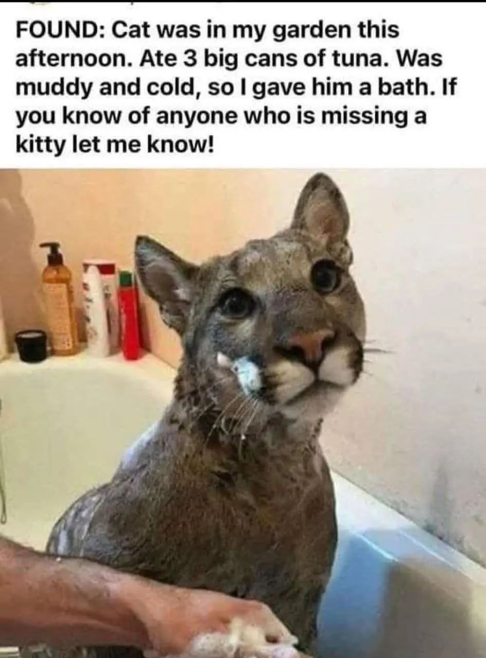 A large, wet wild cat, resembling a cougar or puma, is being bathed in a bathtub with soap suds on its face. A human hand is…