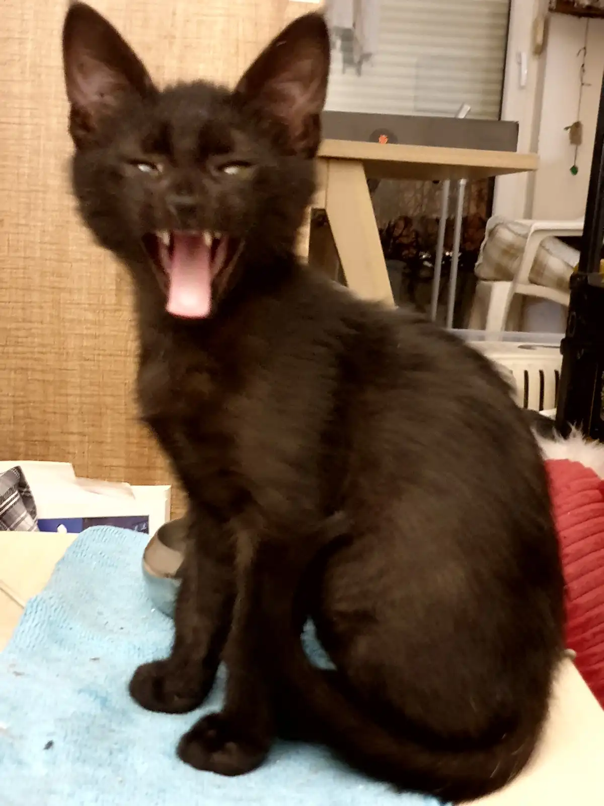 A small black kitten sits on a blue towel, yawning widely with its mouth open, showing its teeth and pink tongue. The…