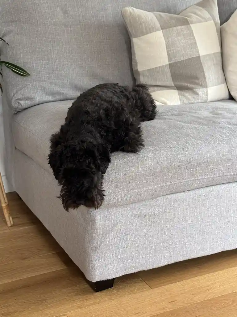 A black, curly-haired dog is lying on a light gray fabric couch, with its head hanging off the edge and its body curled up…