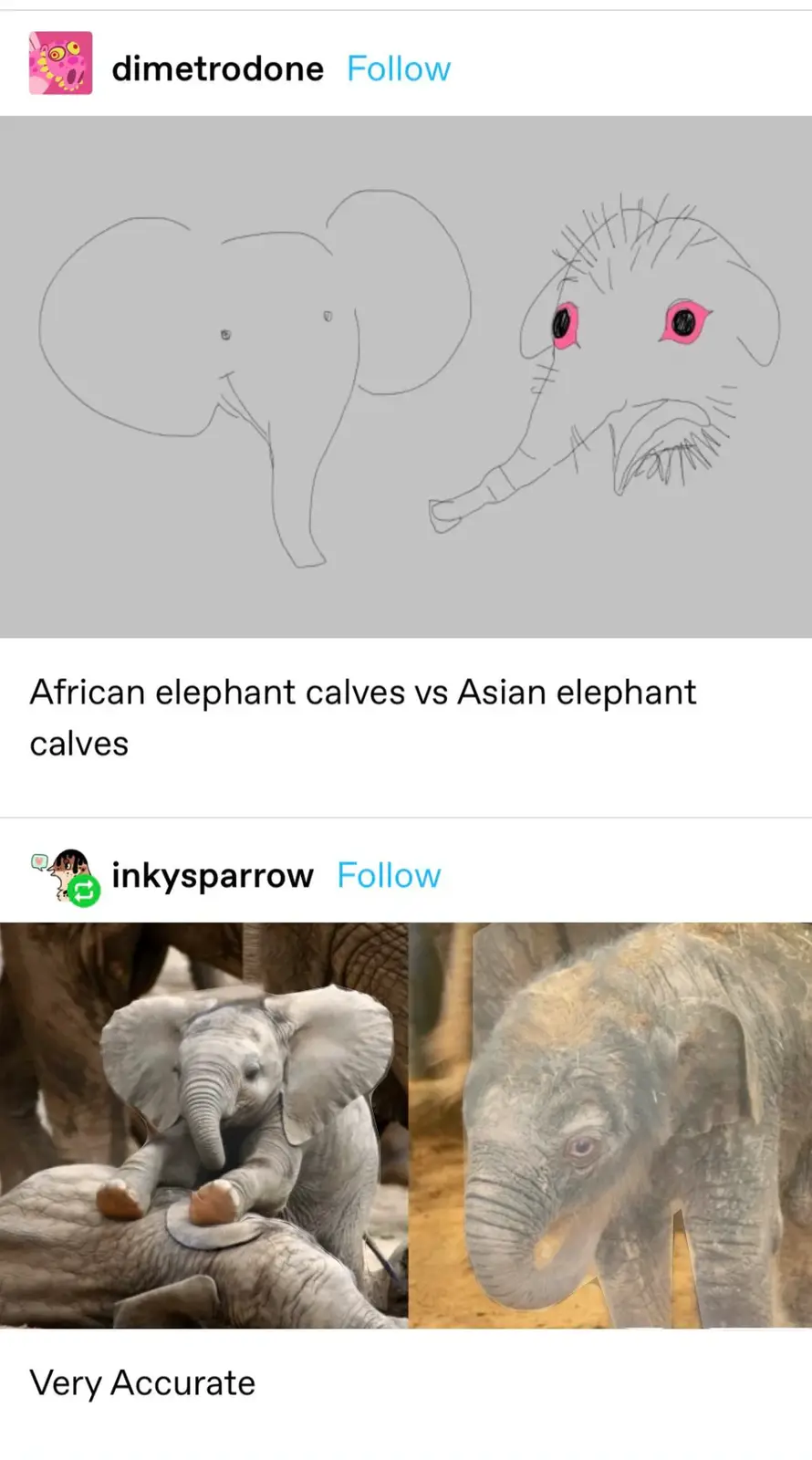 The image displays two side-by-side comparisons: the top shows a simple line drawing of an African elephant calf with large…