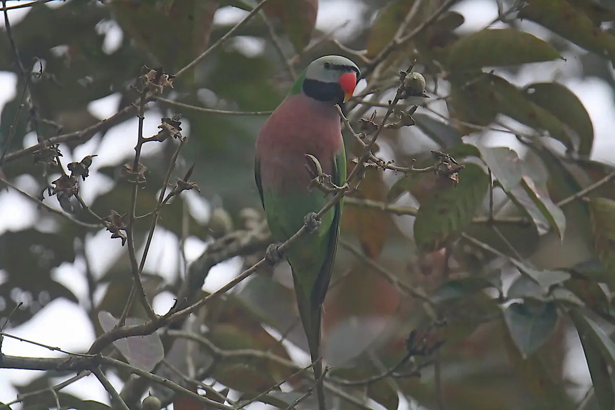 Meet the Vibrant Red Breasted Parakeet