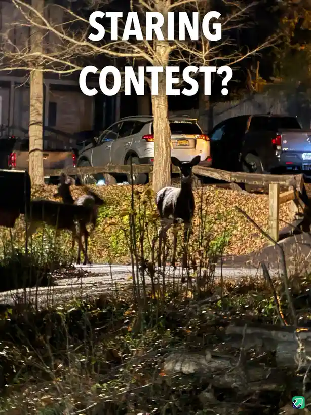 Two deer stand facing each other in a nighttime yard with parked cars and bare trees in the background, overlaid with the…