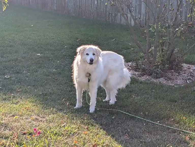A fluffy white dog stands on a grassy lawn with a green leash attached to its collar, looking directly at the camera. The…