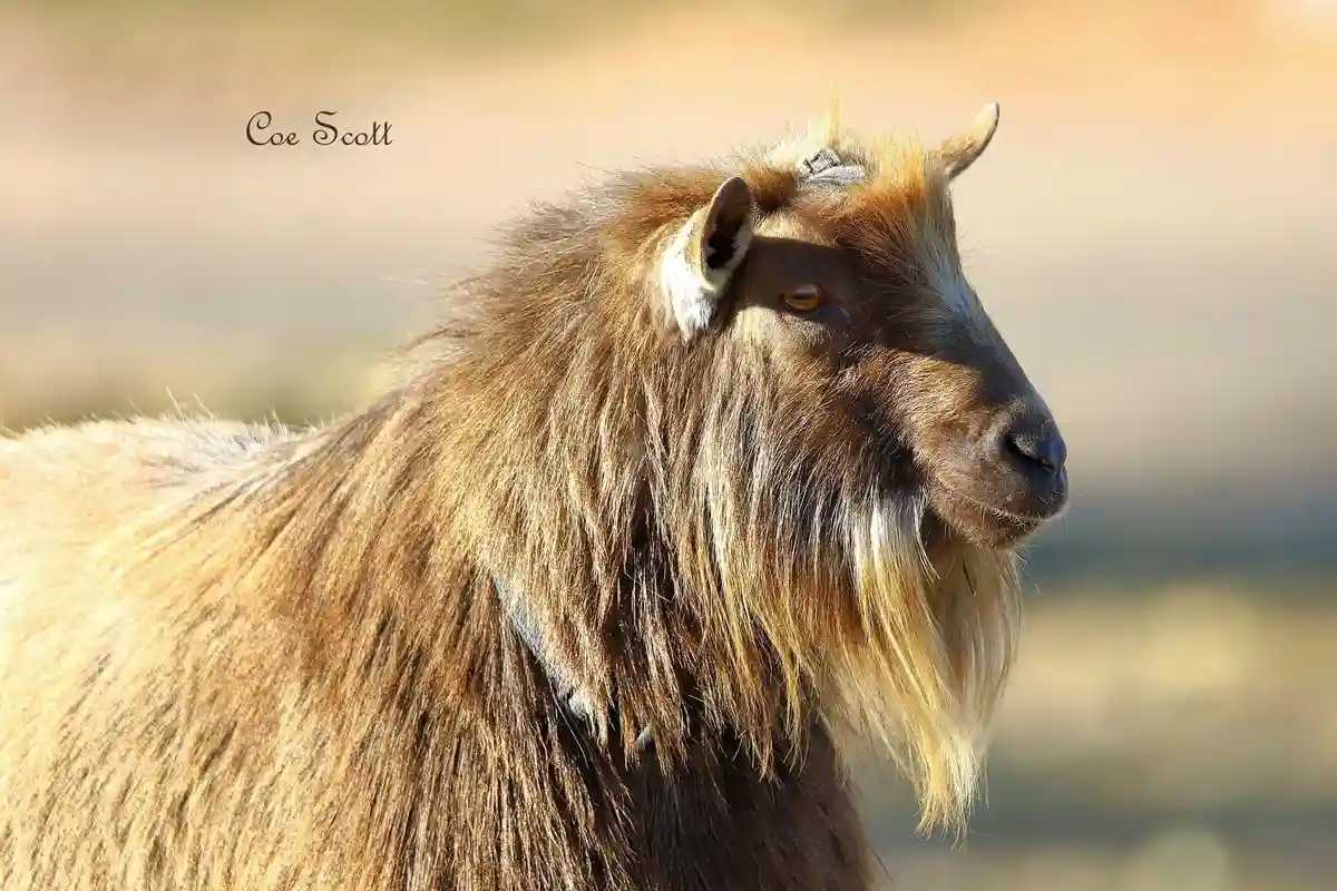 A close-up profile photo of a brown goat with a long, shaggy mane resembling a lion's mane, looking regal against a blurred…