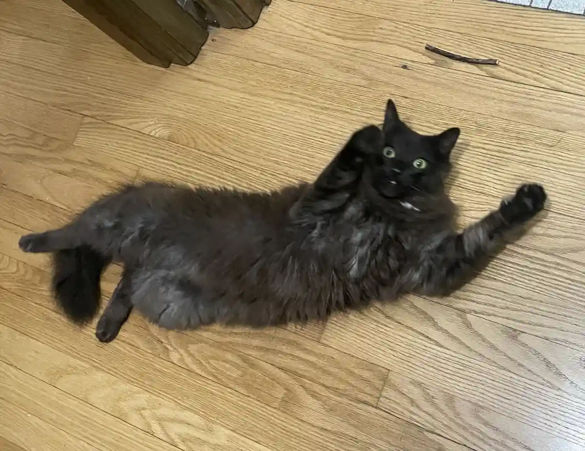 A fluffy black cat lies on its back on a light wood floor, one paw raised and eyes wide open, looking up at the camera. The…