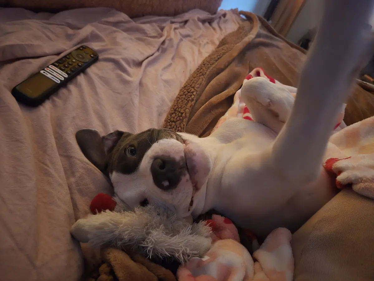 A white and grey dog lies on its back on a bed, surrounded by blankets and a stuffed toy, looking up with a relaxed…