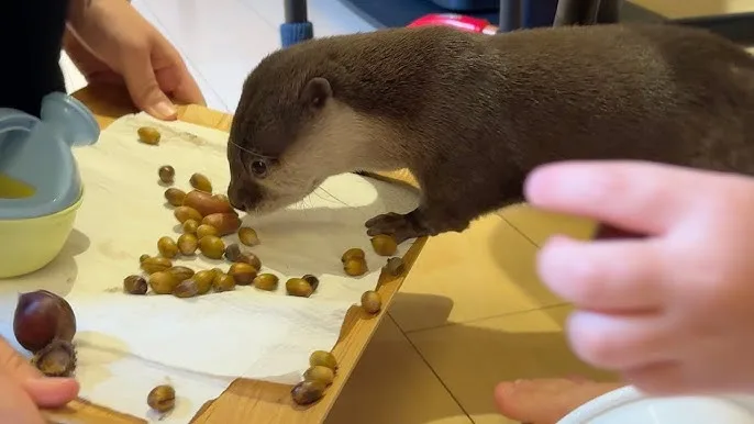 A small brown otter is intently eating chestnuts scattered on a white paper towel placed on a wooden tray. Human hands are…